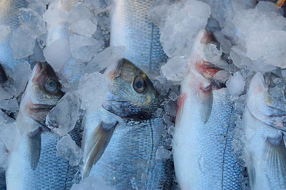 Can You Steam Frozen Fish In A Steamer